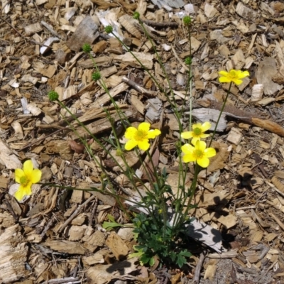 Ranunculus lappaceus (Australian Buttercup) at Molonglo Valley, ACT - 28 Oct 2015 by galah681