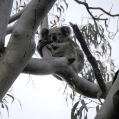 Phascolarctos cinereus (Koala) at Homeleigh, NSW - 9 Nov 2015 by Diego