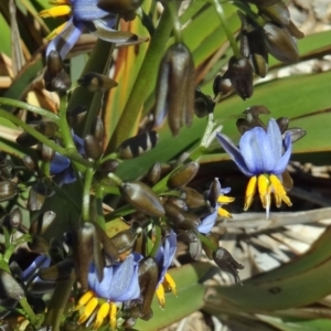 Dianella tasmanica at Molonglo Valley, ACT - 29 Oct 2015 10:54 AM