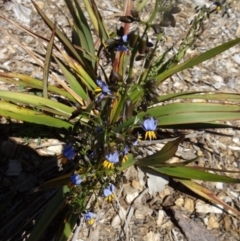 Dianella tasmanica at Molonglo Valley, ACT - 29 Oct 2015