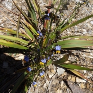 Dianella tasmanica at Molonglo Valley, ACT - 29 Oct 2015