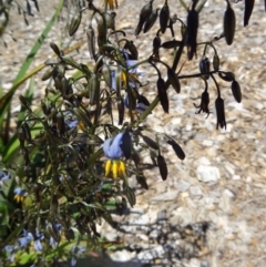 Dianella tasmanica at Molonglo Valley, ACT - 29 Oct 2015