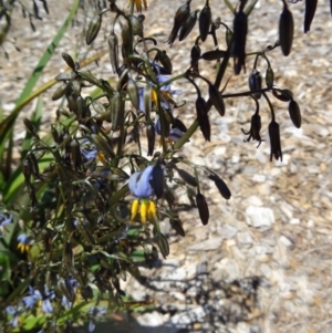 Dianella tasmanica at Molonglo Valley, ACT - 29 Oct 2015 10:54 AM