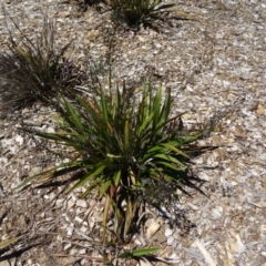 Dianella tasmanica at Molonglo Valley, ACT - 29 Oct 2015