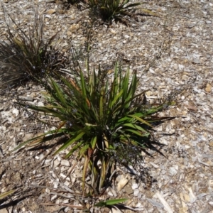 Dianella tasmanica at Molonglo Valley, ACT - 29 Oct 2015 10:54 AM