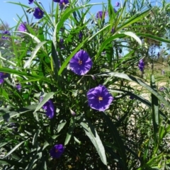 Solanum linearifolium (Kangaroo Apple) at Molonglo Valley, ACT - 28 Oct 2015 by galah681