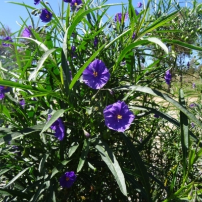 Solanum linearifolium (Kangaroo Apple) at Molonglo Valley, ACT - 28 Oct 2015 by galah681