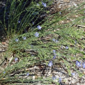 Linum marginale at Molonglo Valley, ACT - 29 Oct 2015