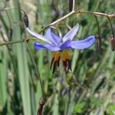 Dianella revoluta var. revoluta (Black-Anther Flax Lily) at Molonglo Valley, ACT - 28 Oct 2015 by galah681