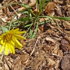 Microseris lanceolata (Yam Daisy) at Molonglo Valley, ACT - 28 Oct 2015 by galah681