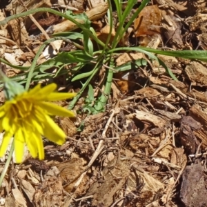 Microseris lanceolata at Molonglo Valley, ACT - 29 Oct 2015