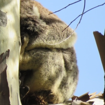 Phascolarctos cinereus (Koala) at Montecollum, NSW - 10 Nov 2015 by VisionWalks
