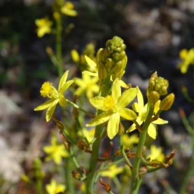 Bulbine bulbosa (Golden Lily, Bulbine Lily) at Molonglo Valley, ACT - 29 Oct 2015 by galah681