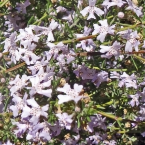 Westringia eremicola at Molonglo Valley, ACT - 29 Oct 2015