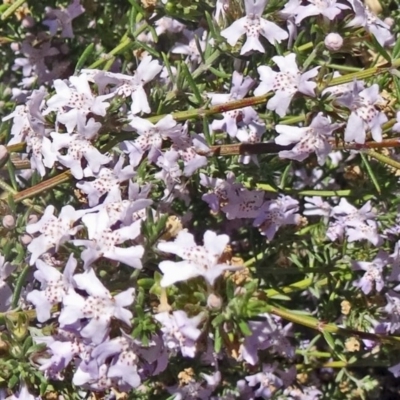 Westringia eremicola (Slender Western Rosemary) at Molonglo Valley, ACT - 29 Oct 2015 by galah681