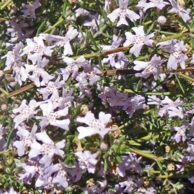 Westringia eremicola (Slender Western Rosemary) at Molonglo Valley, ACT - 28 Oct 2015 by galah681