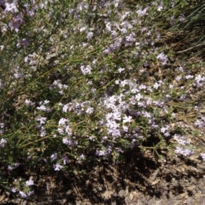 Westringia eremicola at Molonglo Valley, ACT - 29 Oct 2015