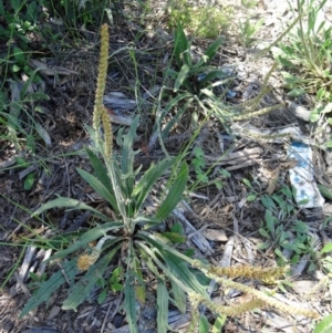 Plantago varia at Molonglo Valley, ACT - 29 Oct 2015