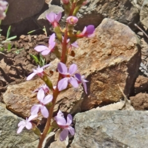 Stylidium graminifolium at Molonglo Valley, ACT - 29 Oct 2015