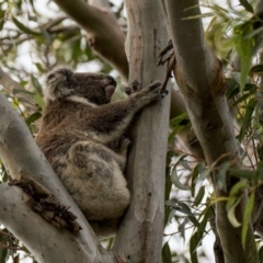 Phascolarctos cinereus (Koala) at - 10 Nov 2015 by Felicity