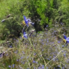 Dianella revoluta var. revoluta (Black-Anther Flax Lily) at Molonglo Valley, ACT - 29 Oct 2015 by galah681