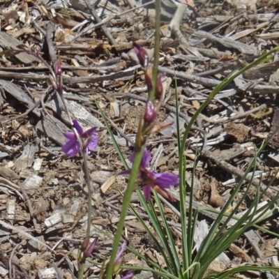 Arthropodium fimbriatum (Nodding Chocolate Lily) at Molonglo Valley, ACT - 29 Oct 2015 by galah681