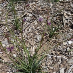 Arthropodium fimbriatum at Molonglo Valley, ACT - 29 Oct 2015