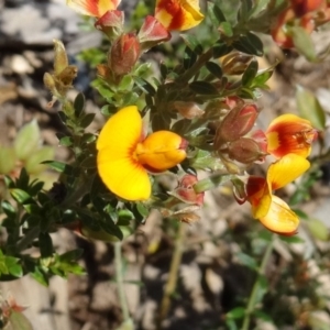 Mirbelia oxylobioides at Molonglo Valley, ACT - 29 Oct 2015