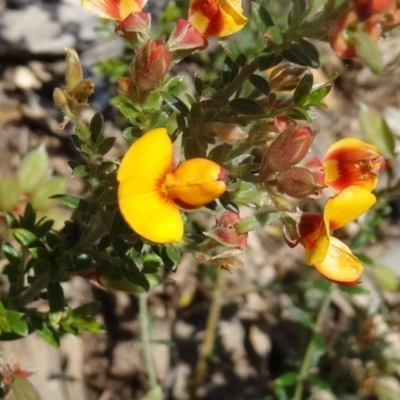 Mirbelia oxylobioides (Mountain Mirbelia) at Molonglo Valley, ACT - 29 Oct 2015 by galah681