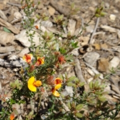 Mirbelia oxylobioides at Molonglo Valley, ACT - 29 Oct 2015