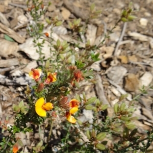 Mirbelia oxylobioides at Molonglo Valley, ACT - 29 Oct 2015