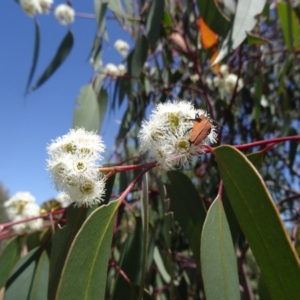 Eucalyptus rossii at Sth Tablelands Ecosystem Park - 29 Oct 2015 11:06 AM