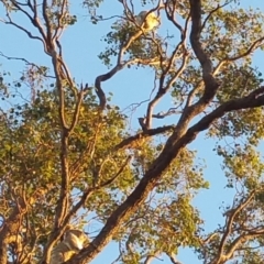 Phascolarctos cinereus (Koala) at Rosalie Plains, QLD - 10 Nov 2015 by MellyBear