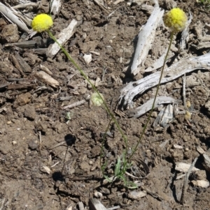 Craspedia variabilis at Molonglo Valley, ACT - suppressed