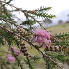 Melaleuca decussata (Cross-leaf Honey-myrtle or Totem Poles) at Chisholm, ACT - 11 Nov 2015 by michaelb