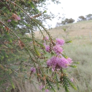 Melaleuca decussata at Chisholm, ACT - 11 Nov 2015 06:56 PM