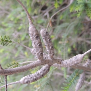 Melaleuca decussata at Chisholm, ACT - 11 Nov 2015 06:56 PM