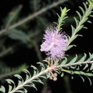 Melaleuca decussata at Chisholm, ACT - 11 Nov 2015