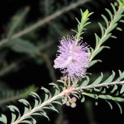 Melaleuca decussata (Cross-leaf Honey-myrtle or Totem Poles) at Chisholm, ACT - 11 Nov 2015 by michaelb