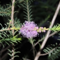 Melaleuca decussata at Chisholm, ACT - 11 Nov 2015