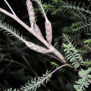 Melaleuca decussata at Chisholm, ACT - 11 Nov 2015