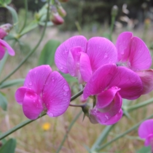 Lathyrus latifolius at Chisholm, ACT - 11 Nov 2015