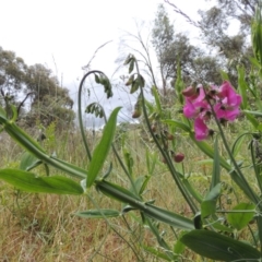 Lathyrus latifolius at Chisholm, ACT - 11 Nov 2015