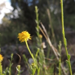 Calotis lappulacea (Yellow Burr Daisy) at Theodore, ACT - 7 Nov 2015 by MichaelBedingfield