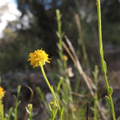Calotis lappulacea (Yellow Burr Daisy) at Theodore, ACT - 7 Nov 2015 by MichaelBedingfield