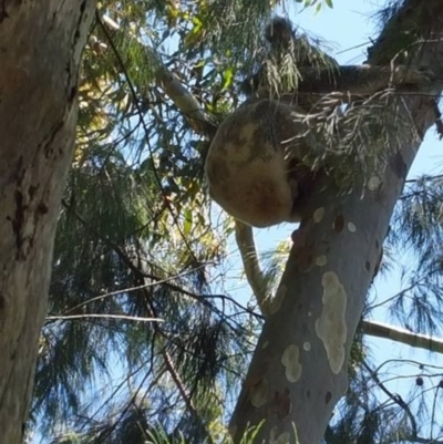 Phascolarctos cinereus (Koala) at - 9 Nov 2015 by RichardConnor