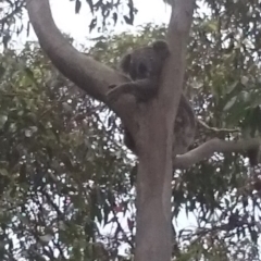 Phascolarctos cinereus (Koala) at Port Macquarie, NSW - 11 Nov 2015 by Charlesbusby