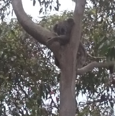 Phascolarctos cinereus (Koala) at Port Macquarie, NSW - 11 Nov 2015 by Charlesbusby