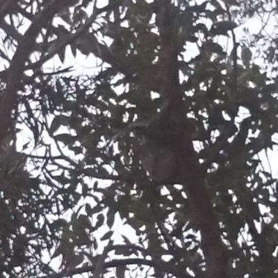 Phascolarctos cinereus (Koala) at Port Macquarie, NSW - 21 Nov 2015 by Charlesbusby