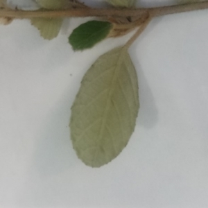 Pomaderris betulina subsp. betulina at Stromlo, ACT - 12 Nov 2015